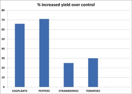 Tabelle 1 - Feldversuche an der Universität von Louisiana in einem kontaminierten Boden mit Nematoden. Prozentuale Ausbeute im Vergleich zu Kontrollgruppen.