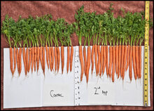 图6 播种17周后胡萝卜的比对图