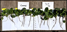 Photographie 3 : jeunes pousses d’épinards, résultats mars 2012 @ 57 jours